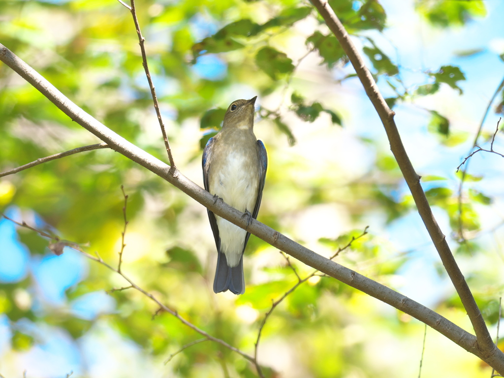 Blue Shoulder