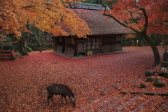紅葉が散った朝