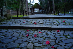 落椿