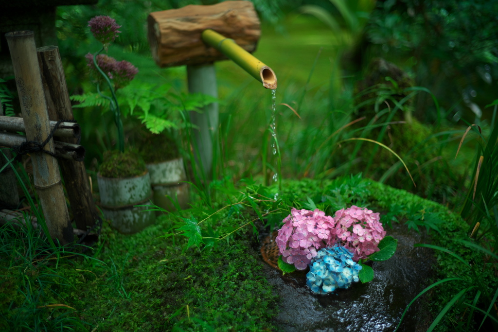 雨の季節の花手水