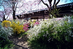春色の庭園-2