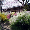 春色の庭園-2