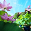 青空と蓮-1