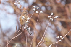 鳥納めのベニマシコ-3