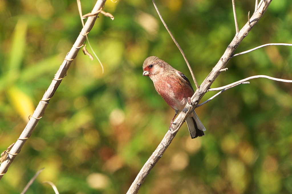 淀川のベニマシコ-2