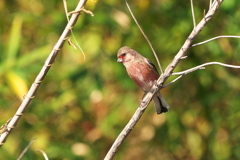 淀川のベニマシコ-2