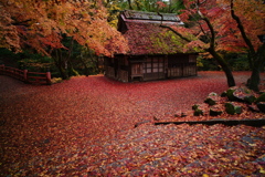 しっとり敷き紅葉