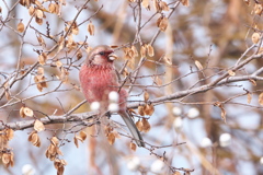 鳥納めのベニマシコ-2
