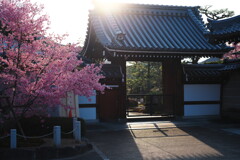 おかめ桜の朝