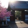 おかめ桜の朝