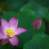 蓮三様