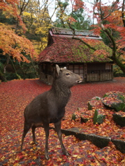 鹿くんのポートレート