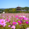 秋爛漫-2