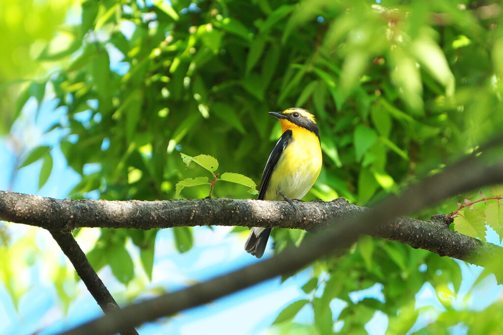 夏鳥がやってきた