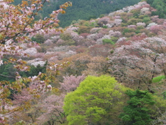 上千本はまだ見ごろー３