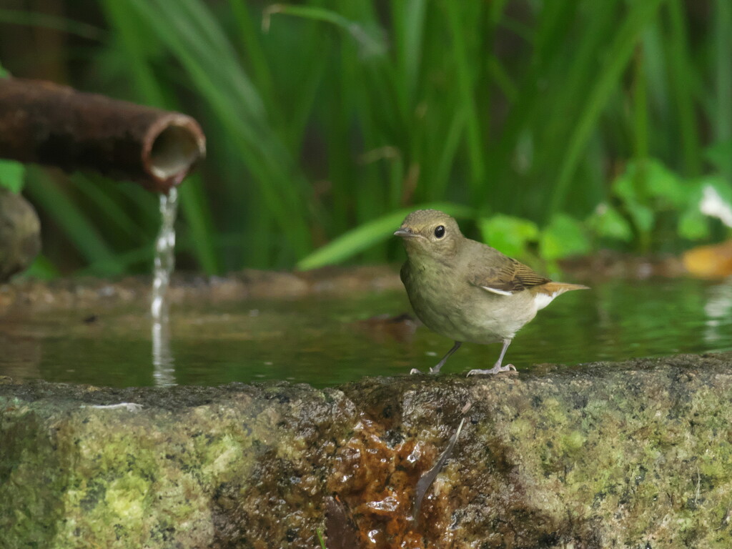 水場は秋