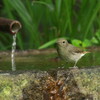 水場は秋