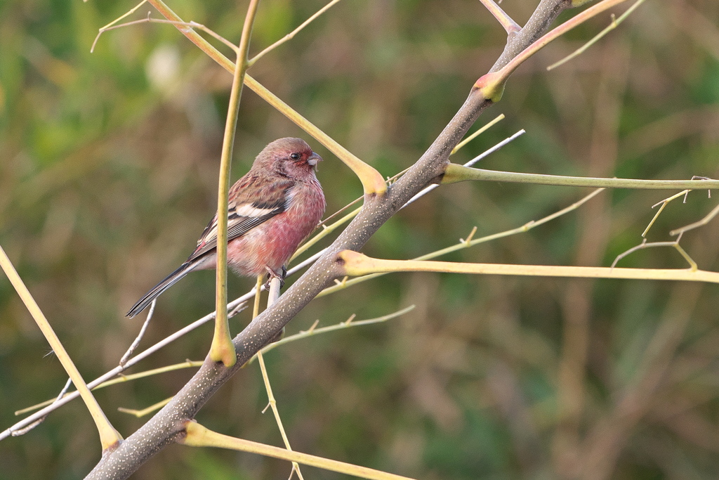 枝の向こうのベニマシコ