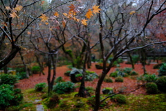 雨上がりの十牛之庭-1