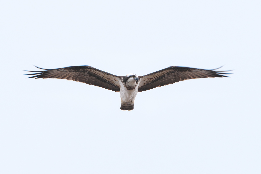 淀川のミサゴ-1