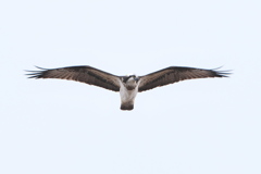 淀川のミサゴ-1