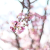 淀の河津桜－４