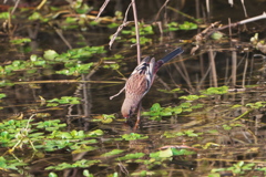 水を飲むベニマシコ
