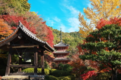 三室戸寺の秋-2