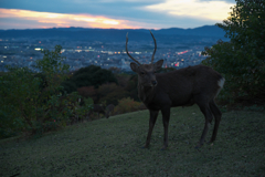 山頂の牡鹿