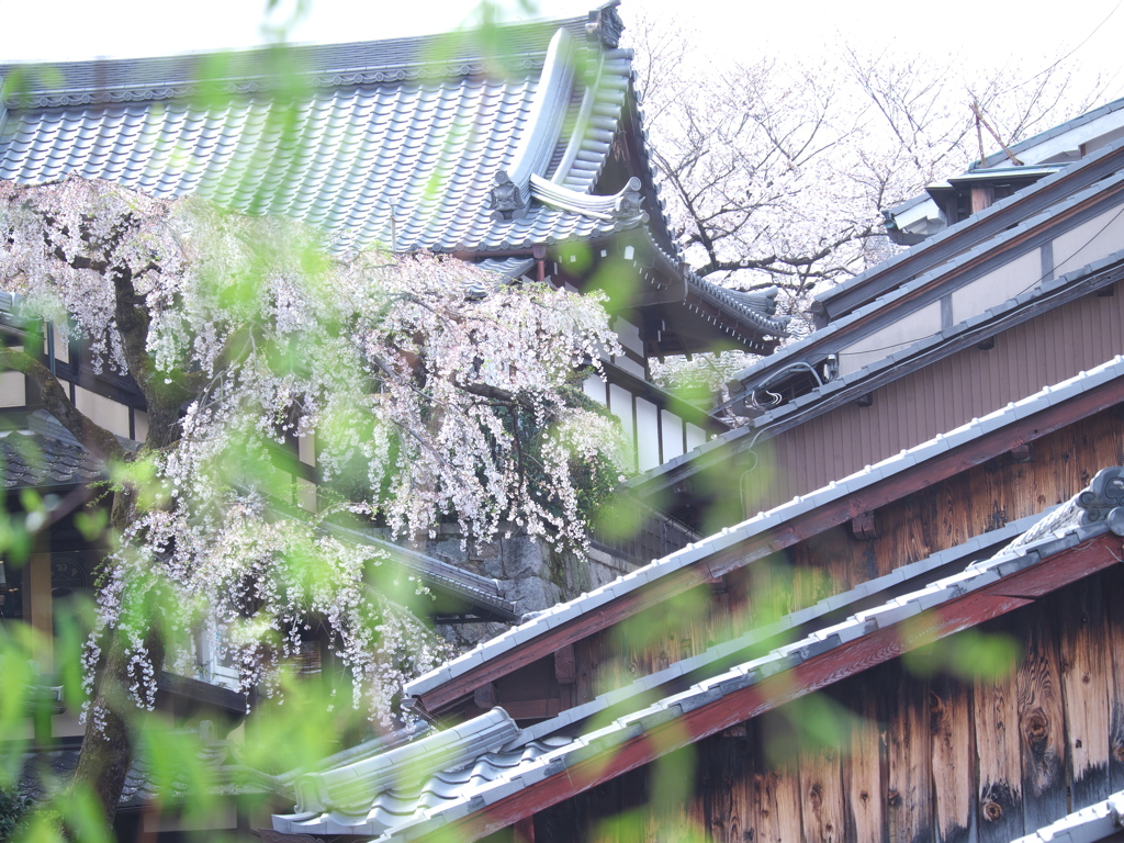 桜と屋根