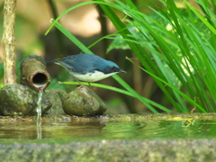 水場のコルリ