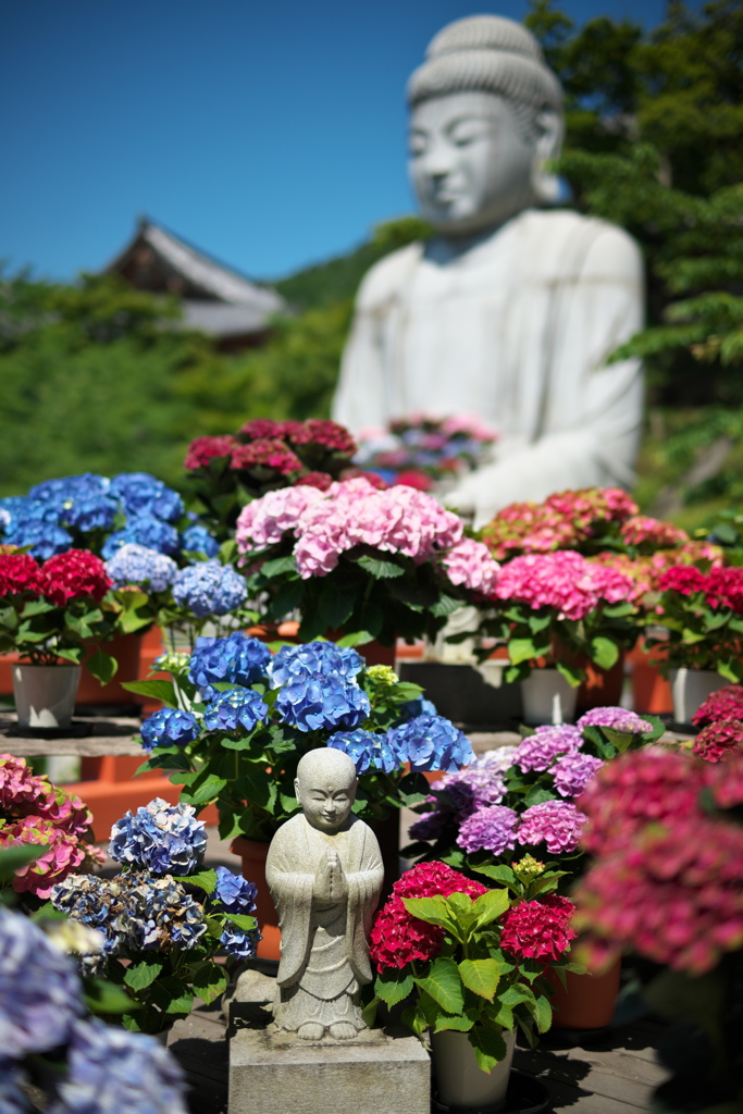紫陽花に囲まれて