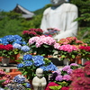 紫陽花に囲まれて