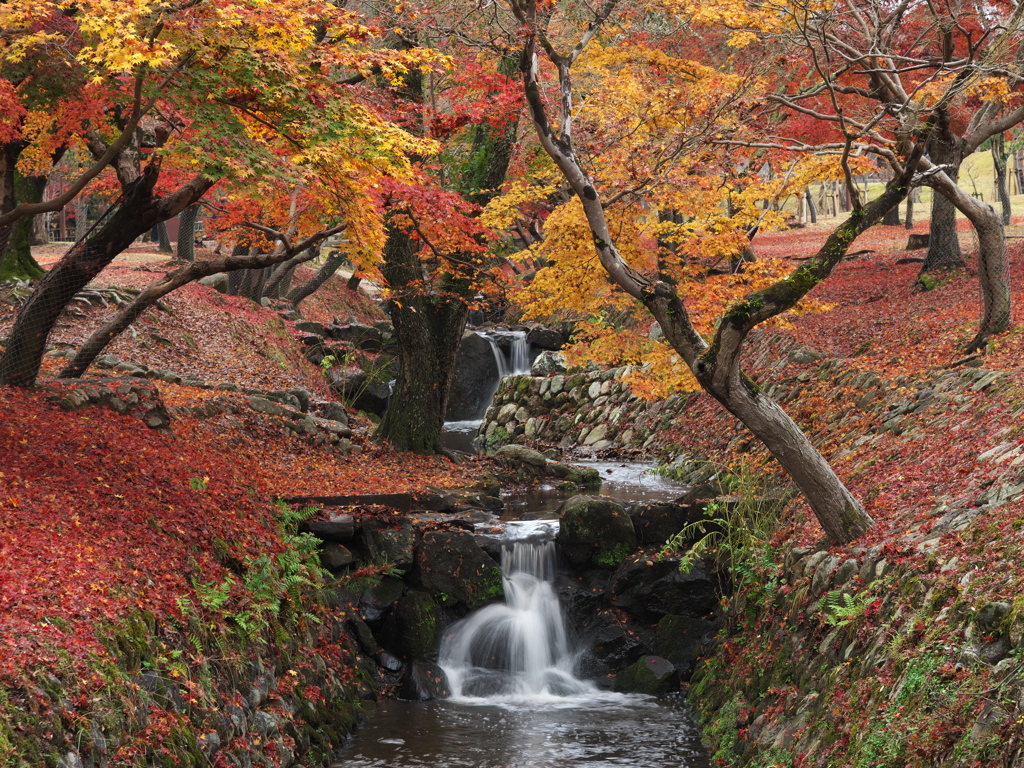 晩秋の小川