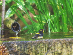 初夏の陽気