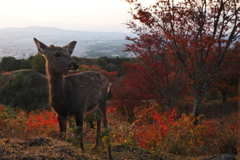 若草山トワイライト-1