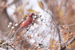 鳥納めのベニマシコ-1