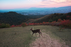 若草山トワイライト-２