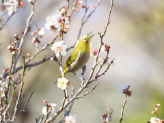 ウメジロ