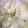 ウメジロ