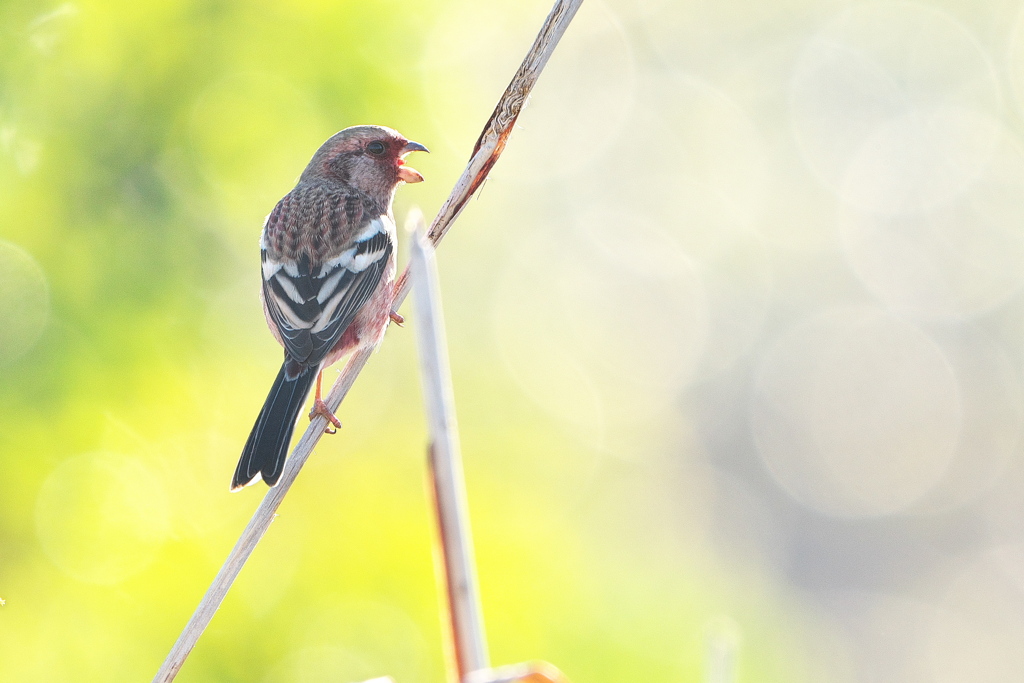 淀川のベニマシコ-1