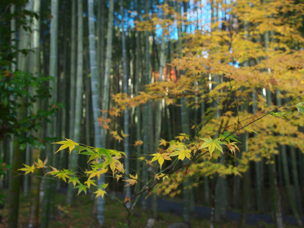 黄と緑