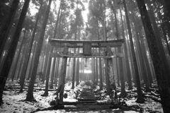 森の京都は幻想的(その1)
