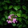 IN THE GREEN
