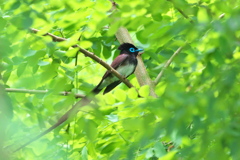 新緑にサンコウチョウ-2
