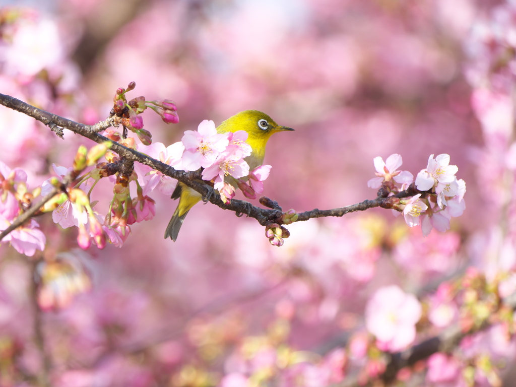 淀の河津桜－３