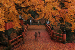 紅葉色の橋