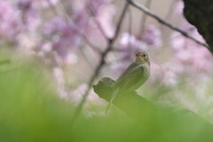 間に合った桜