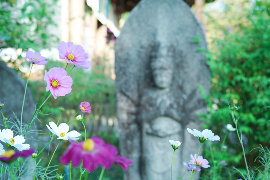 コスモス寺　般若寺-2