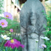 コスモス寺　般若寺-2